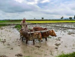 शेतकऱ्यांसाठी महत्वाची बातमी..!पेरणीसाठी घाई करू नये; कृषी विभागाचं शेतकऱ्यांना आवाहन