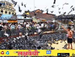 कबुतरे वाचवण्यासाठी मुख्यमंत्री देवेंद्र फडणवीसांचे मोठे पाऊल, पर्यायी व्यवस्था होईपर्यंत खाद्यपुरवठा सुरू ठेवण्याचे निर्देश