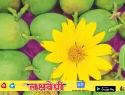 फळांचा राजा आला बाजारात; दिवाळीत ‘देवगड’ हापूसची पहिली पेटी वाशी मार्केटमध्ये दाखल