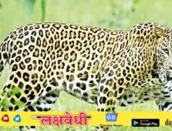 मोखाड्यात बिबट्याच्या मुक्त संचारामुळे नागरिकांत भीती