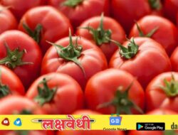 Tomato Price Hike: टॉमेटोने वाढवला सर्वसामान्यांच्या किचनचा बजेट, गेल्या 15 दिवसांत 112 टक्क्यांनी महाग; का वाढल्या किंमती?