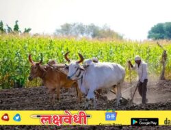 2019 मध्ये कर्जमाफी मिळालेल्या शेतकर्‍यांसाठी आनंदवार्ता! आता कोणता मिळणार फायदा?